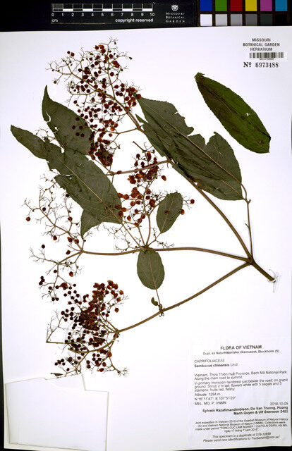 Sambucus chinensis (Chinese Elder) — photo