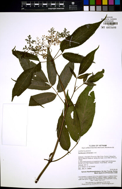 Sambucus chinensis