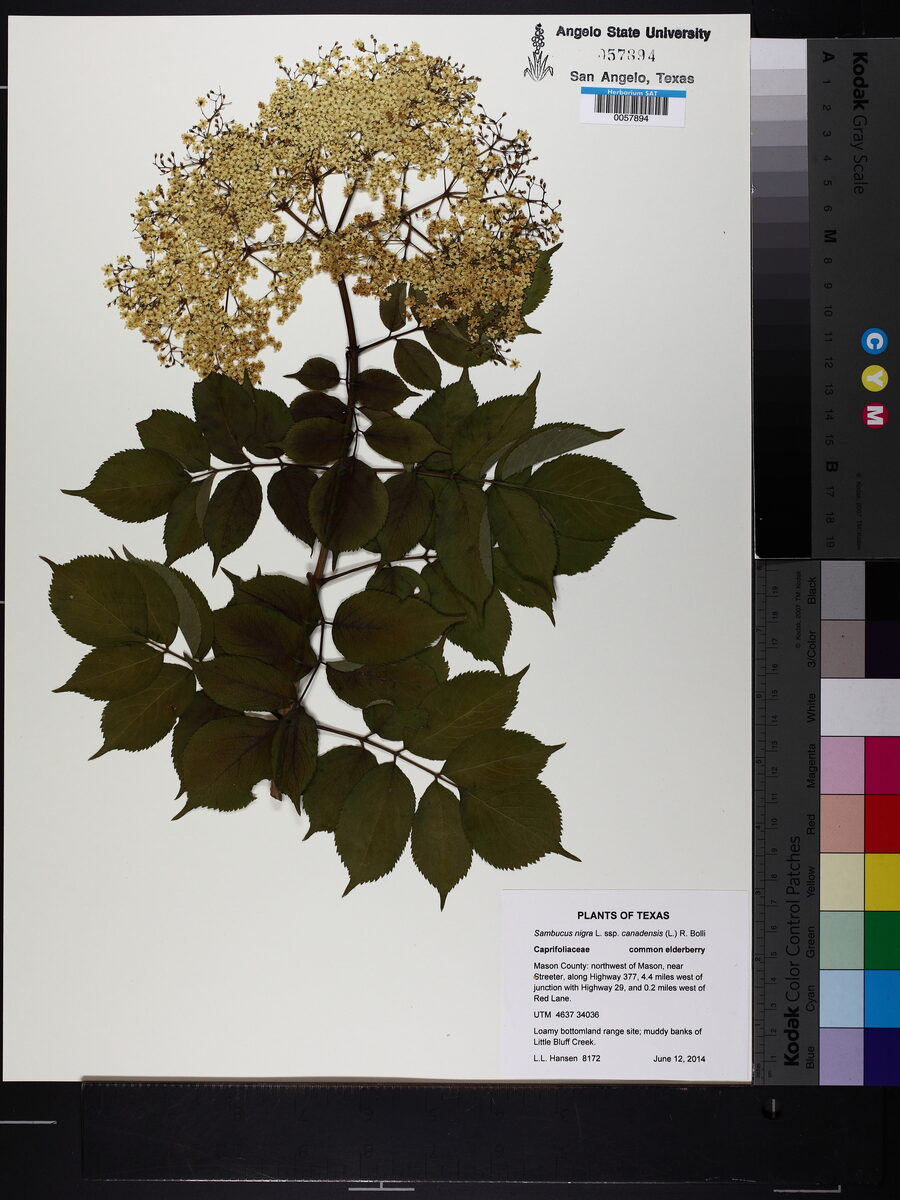 Sambucus nigra spp canadensis - (L.) R. Bolli (American Elder) — photo