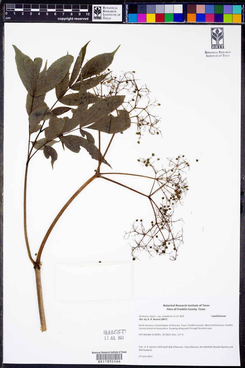 Sambucus nigra spp canadensis - (L.) R. Bolli (American Elder) — photo