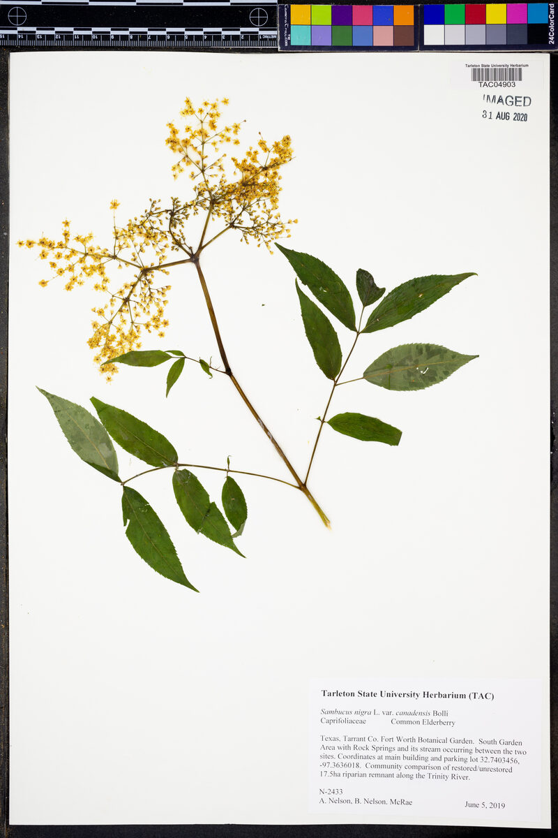 Sambucus nigra spp canadensis - (L.) R. Bolli