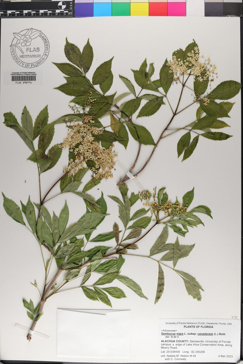 Sambucus nigra subsp. canadensis