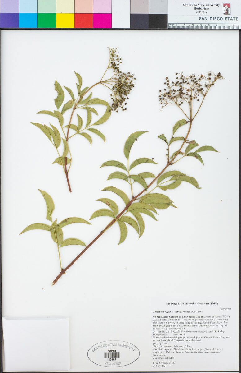 Sambucus nigra subsp. cerulea (Blue black elder) — photo