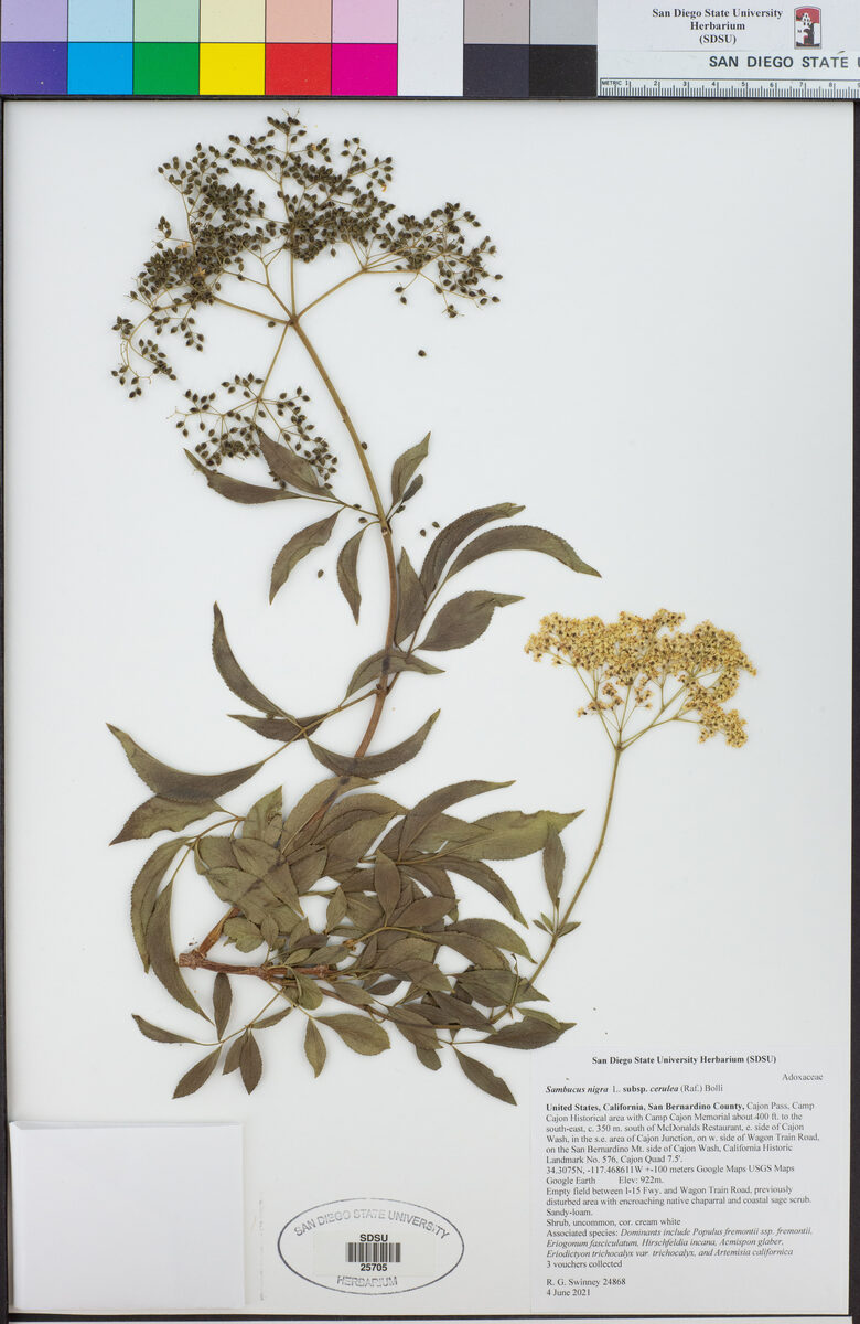 Sambucus nigra subsp. cerulea (Blue black elder) — photo