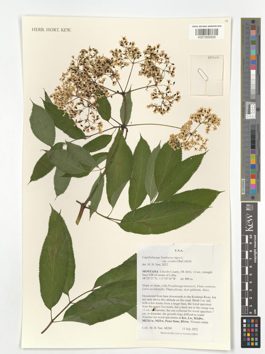Sambucus nigra subsp. cerulea
