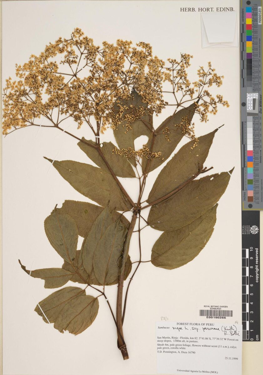 Sambucus nigra subsp. peruviana (Peruvian elderberry) — photo