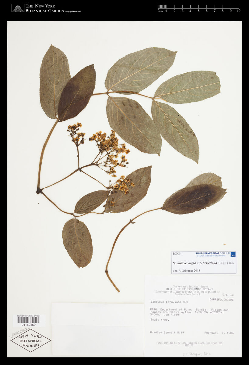 Sambucus nigra subsp. peruviana (Peruvian elderberry) — photo