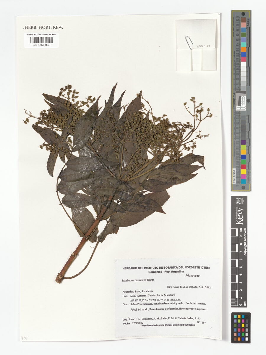Sambucus nigra subsp. peruviana
