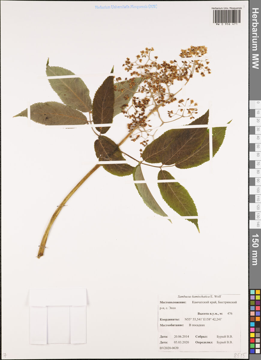 Sambucus racemosa kamtschatica - (E.Wolf.)Hult. (Red Elder) — photo