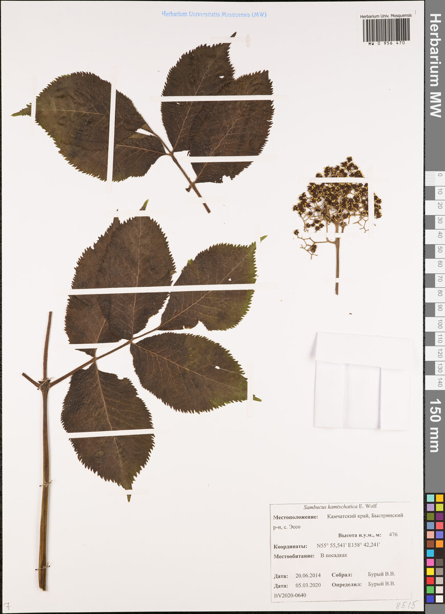 Sambucus racemosa kamtschatica - (E.Wolf.)Hult.
