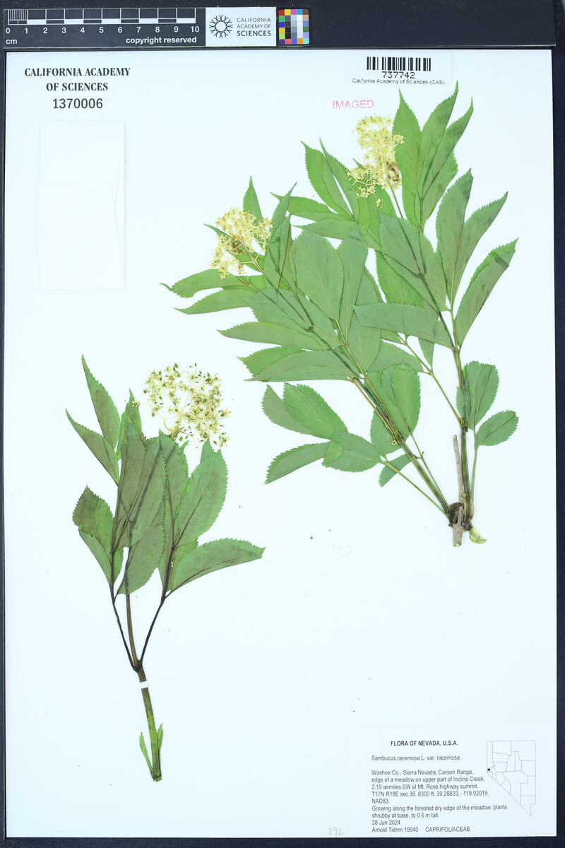 Sambucus racemosa var. racemosa (Red Coast Elder) — photo