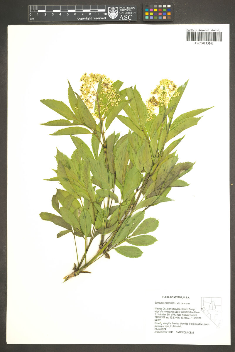 Sambucus racemosa var. racemosa (Red Coast Elder) — photo