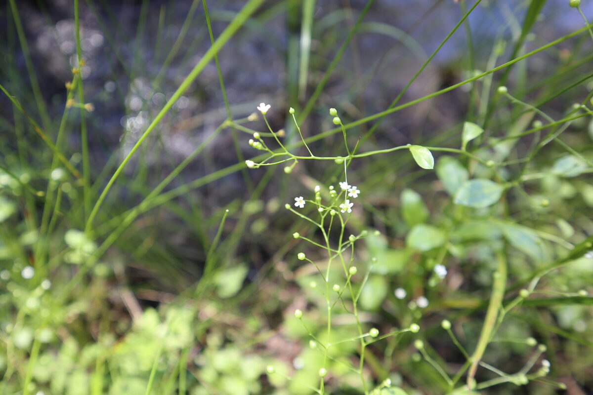 Samolus valerandi parviflorus - (Raf.) Hultén (Thin-Leaf Brookweed) — photo