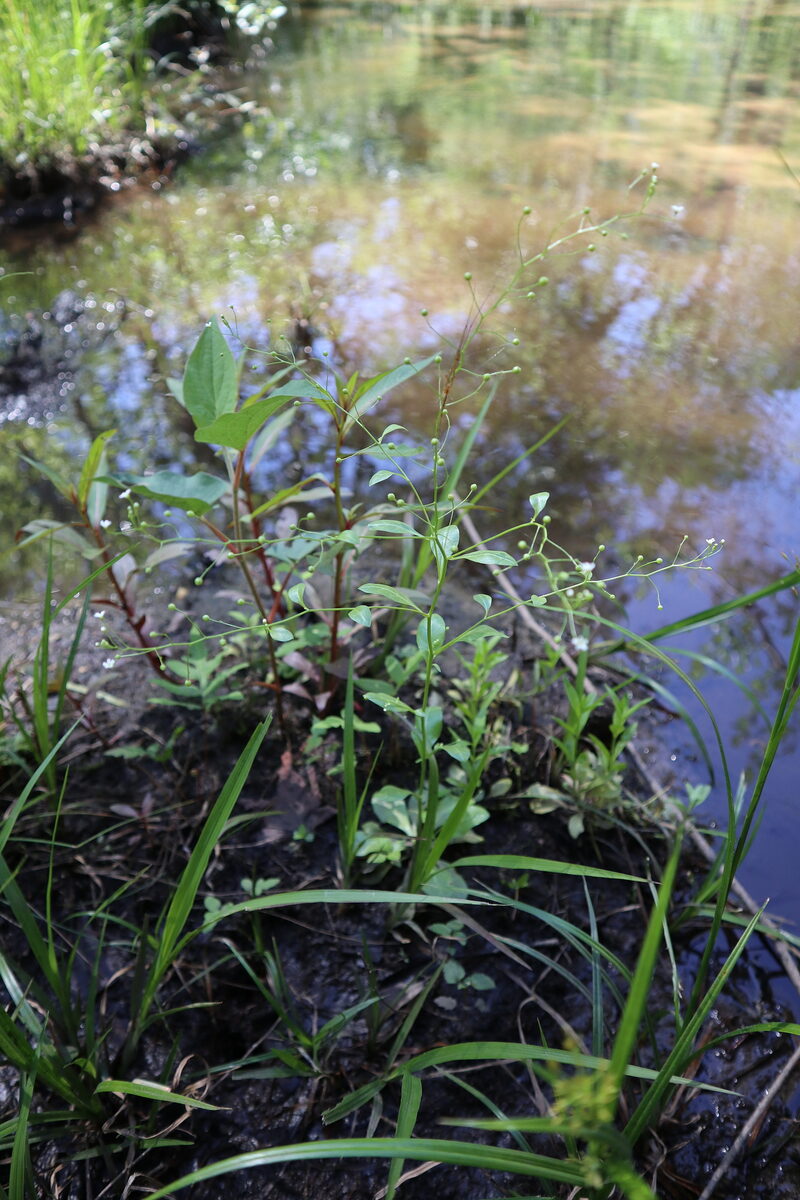 Samolus valerandi parviflorus - (Raf.) Hultén (Thin-Leaf Brookweed) — photo