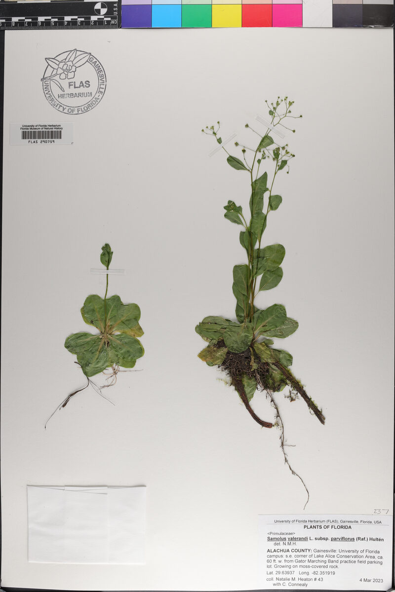 Samolus valerandi parviflorus - (Raf.) Hultén