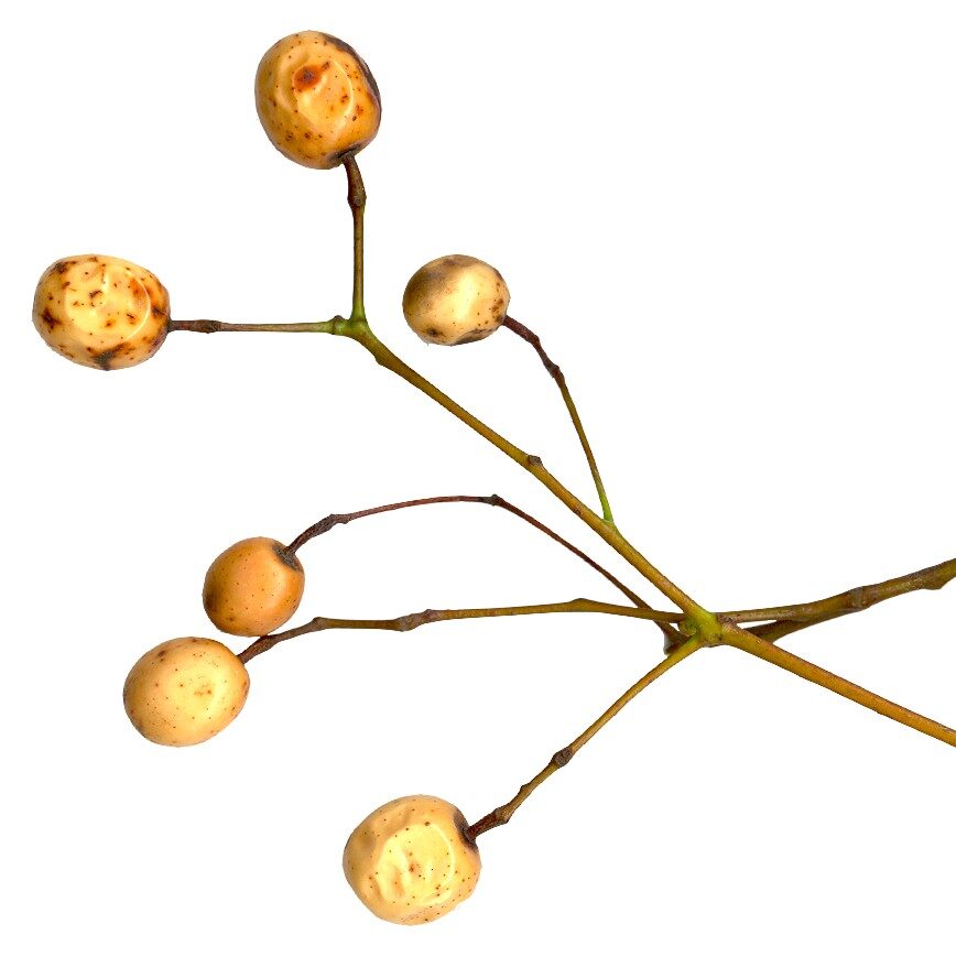 Sandoricum borneense