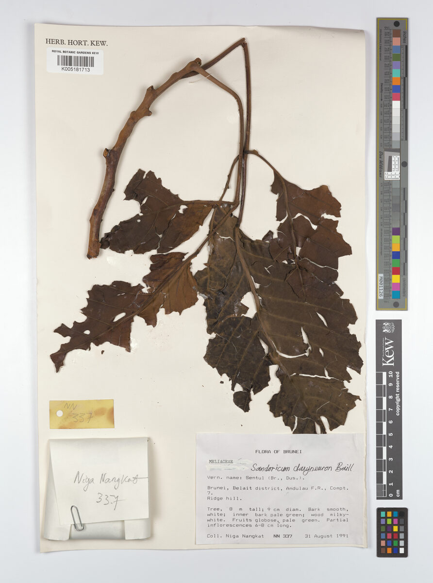 Sandoricum dasyneuron — photo