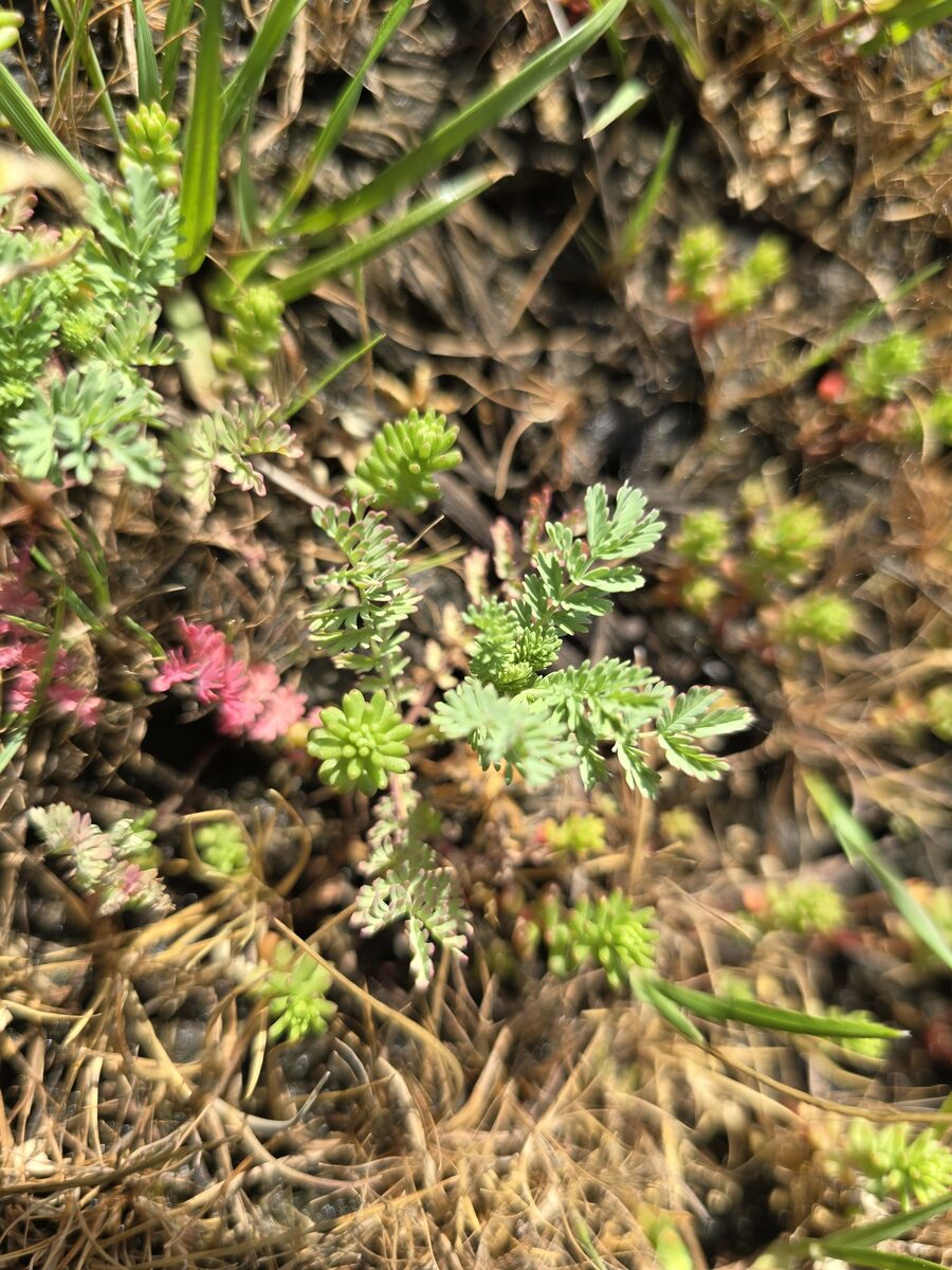 Sanguisorba annua - (Nutt. ex Hook.) Nutt. ex Torr. & A. Gray (Prairie Burnet) — photo
