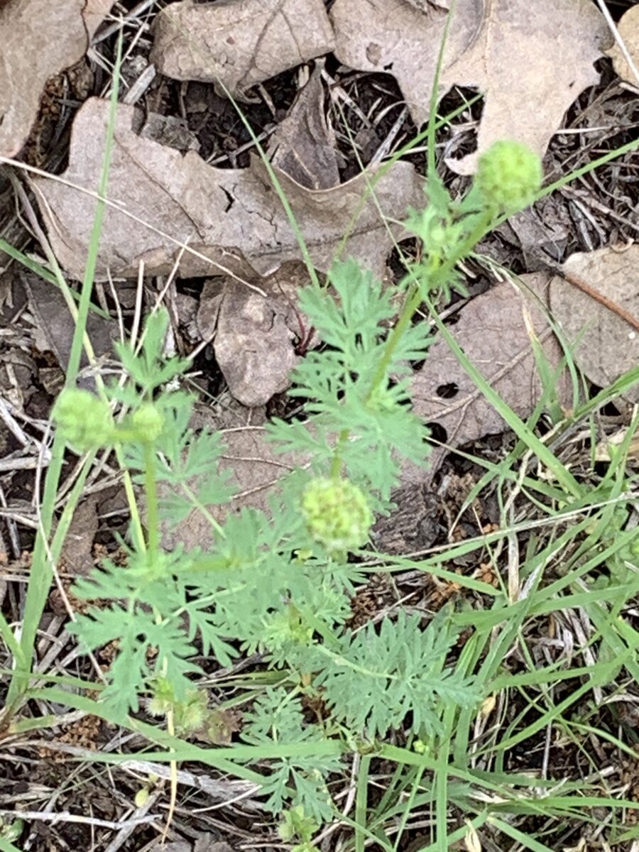 Sanguisorba annua - (Nutt. ex Hook.) Nutt. ex Torr. & A. Gray (Prairie Burnet) — photo