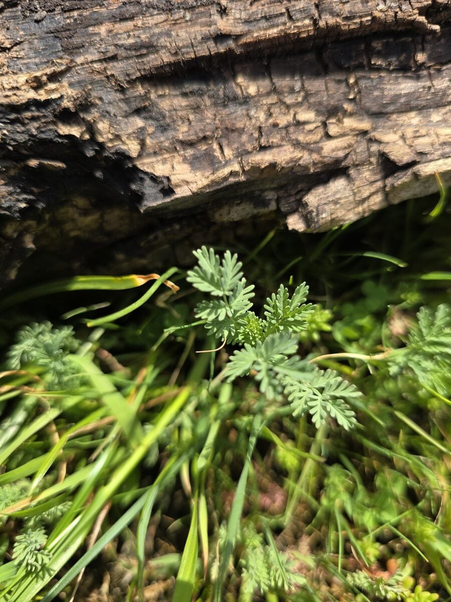 Sanguisorba annua - (Nutt. ex Hook.) Nutt. ex Torr. & A. Gray