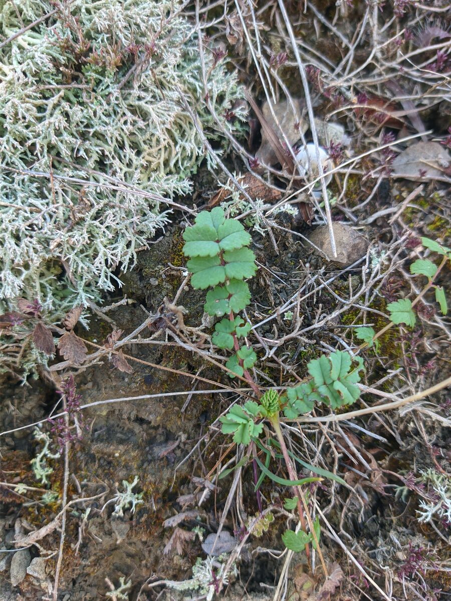 Sanguisorba minor subsp. balearica — photo