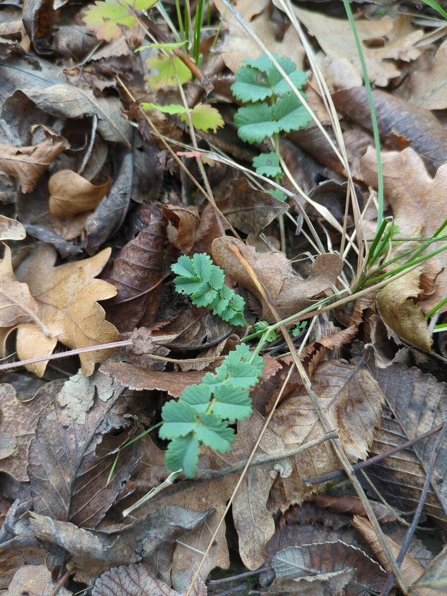 Sanguisorba minor subsp. balearica — photo