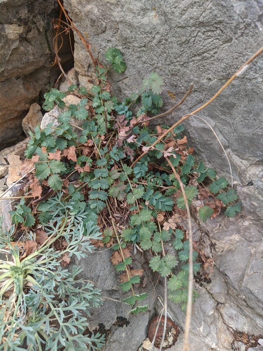 Sanguisorba minor subsp. balearica