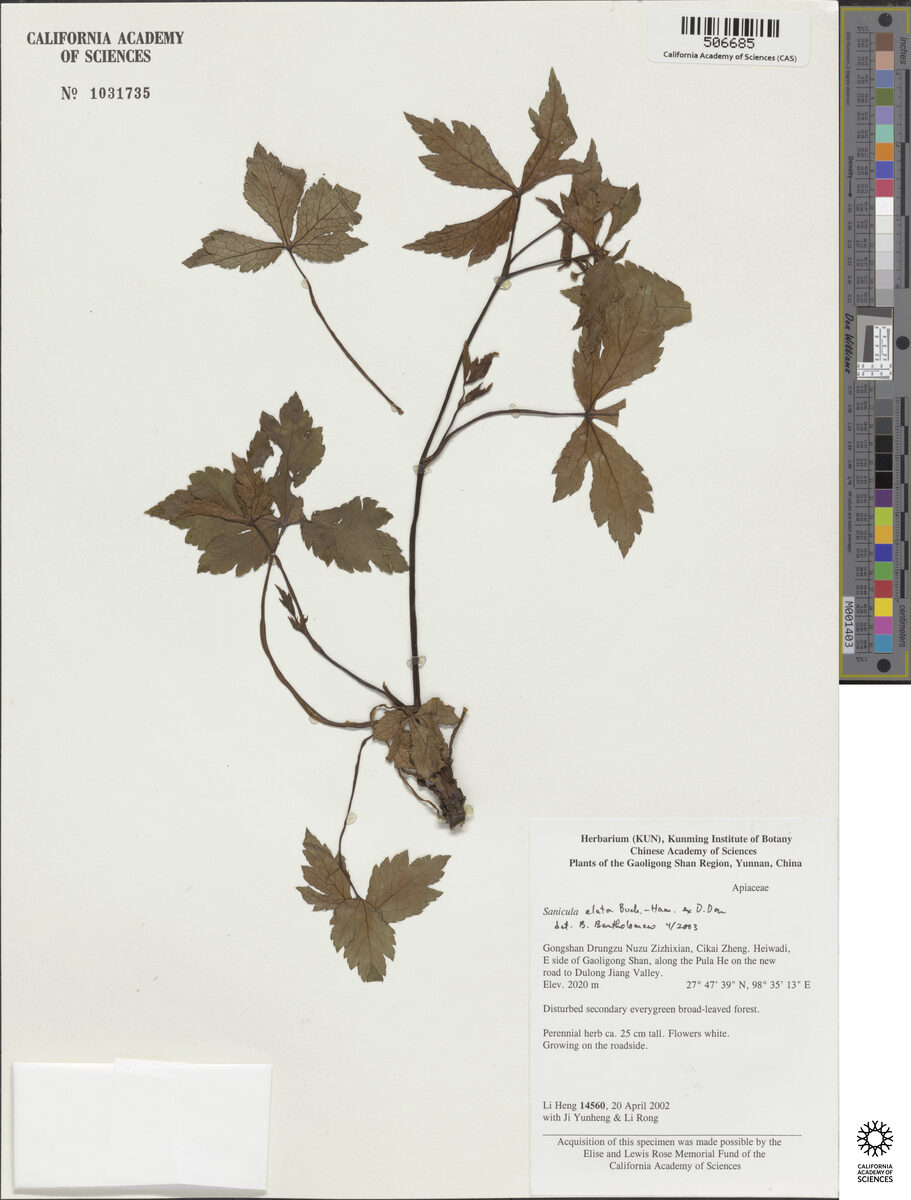 Sanicula astrantiifolia — photo