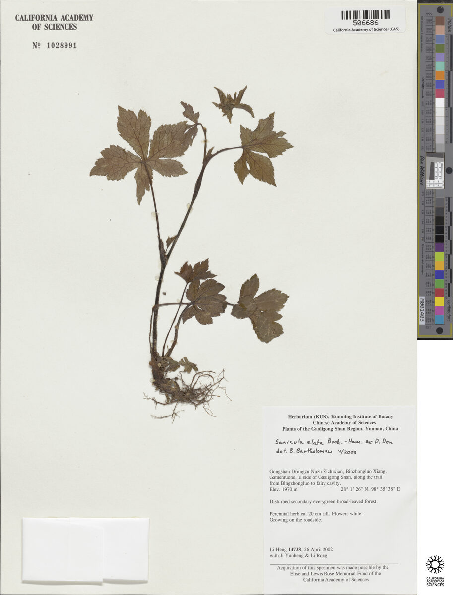 Sanicula astrantiifolia — photo