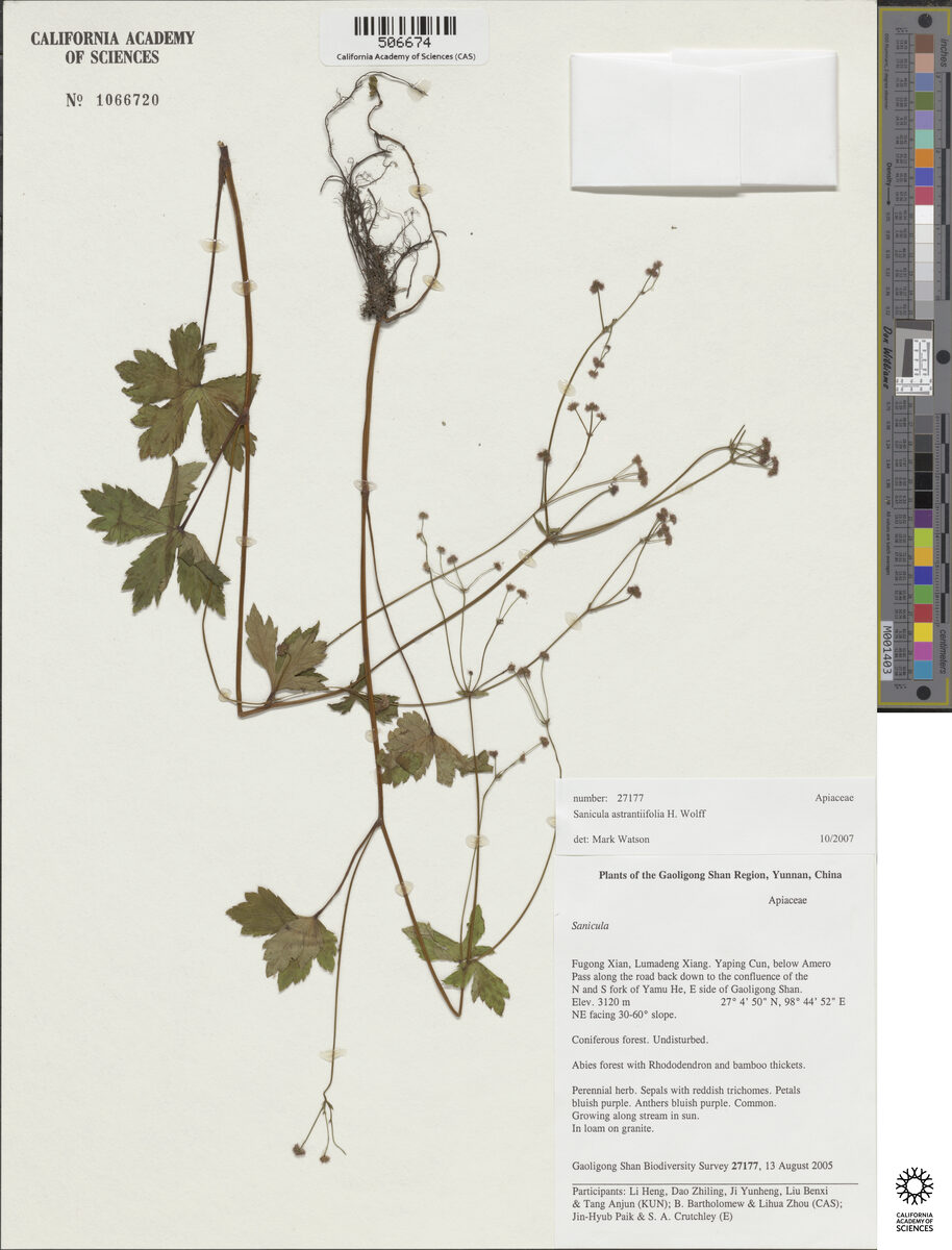 Sanicula astrantiifolia