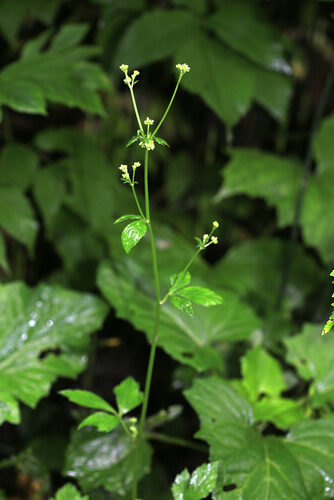 Sanicula chinensis (Bian Dou Cai) — photo