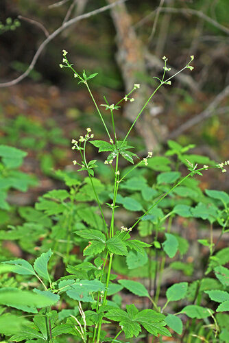 Sanicula chinensis (Bian Dou Cai) — photo