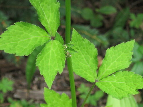 Sanicula chinensis