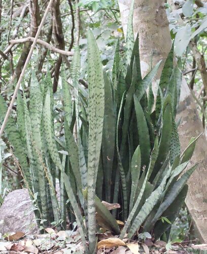 Sansevieria aethiopica (Bowstring hemp) — photo