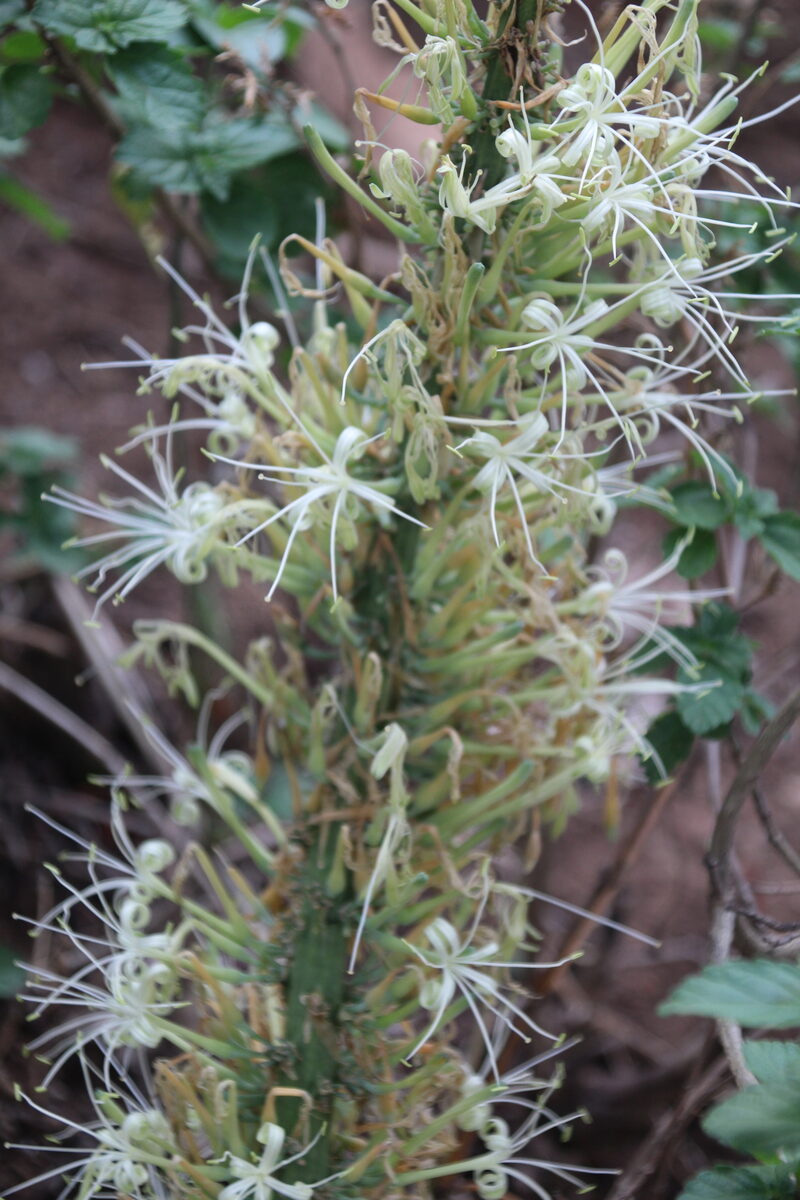 Sansevieria forskaliana (Ethiopian bowstring hemp) — photo