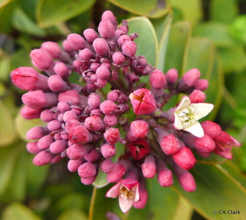 Santalum ellipticum (Hawaiian sandalwood) — photo