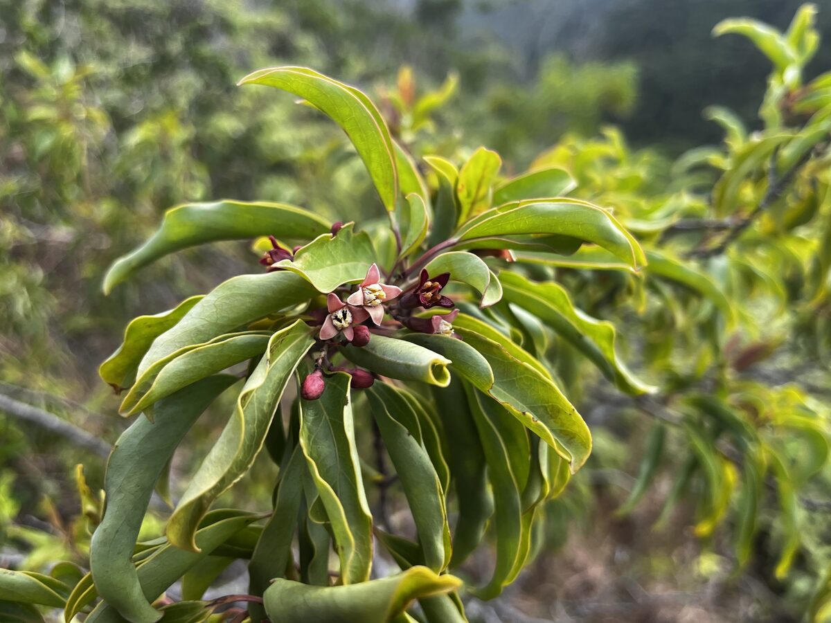 Santalum freycinetianum - (Lanai Sandalwood) — photo