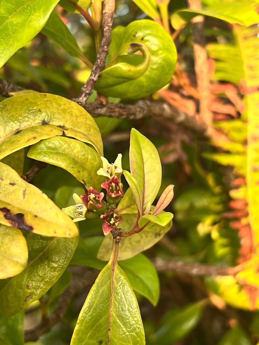 Santalum freycinetianum - (Lanai Sandalwood) — photo