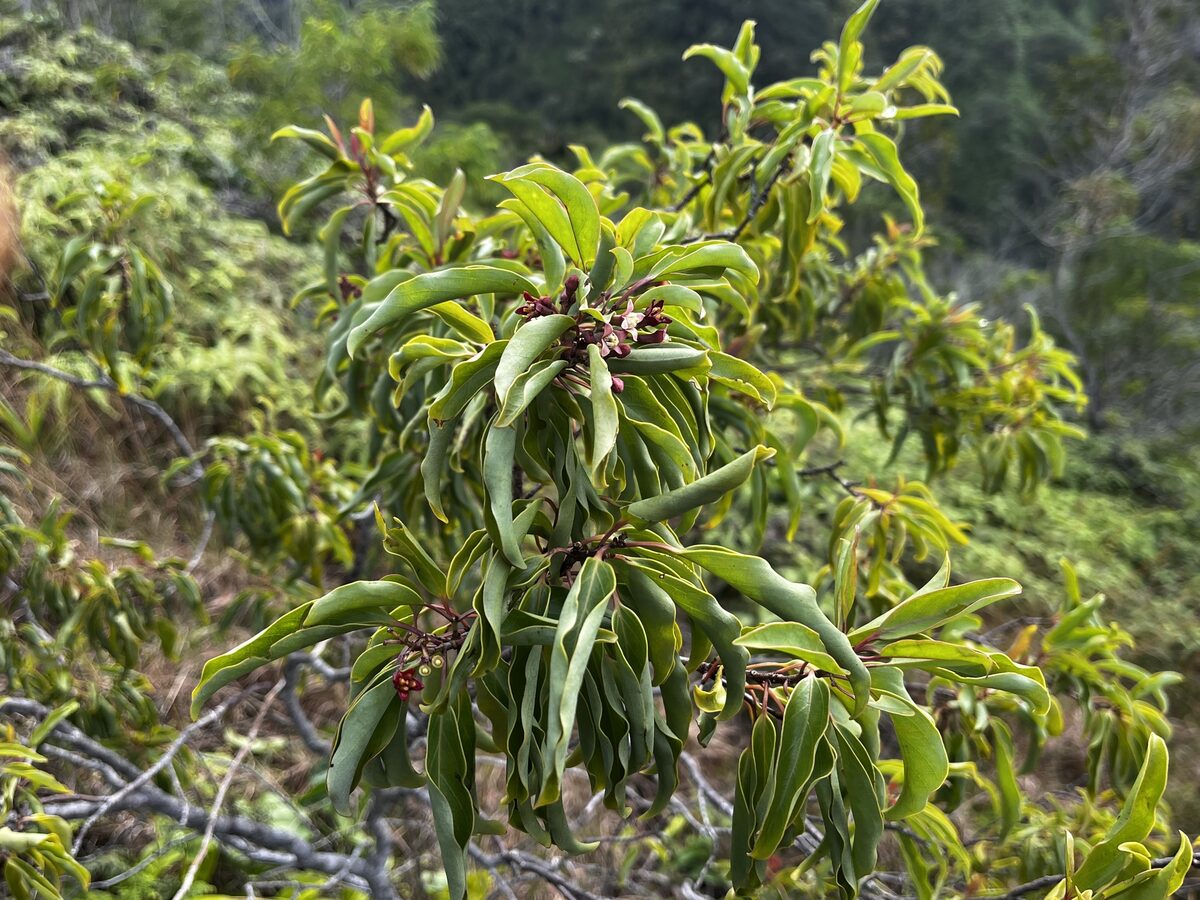 Santalum freycinetianum -
