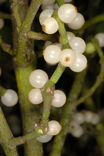 Santalum lanceolatum (Sandalwood) — photo