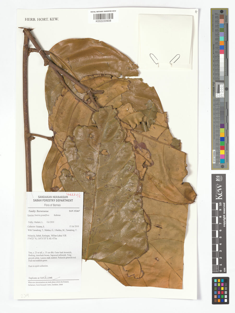 Santiria grandiflora — photo