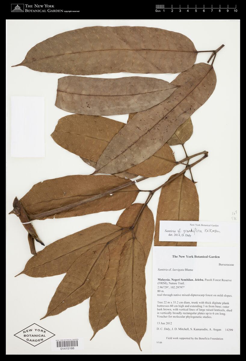 Santiria grandiflora