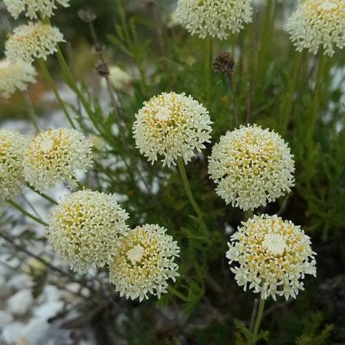 Santolina chamaecyparissus (Lavender cotton) — photo