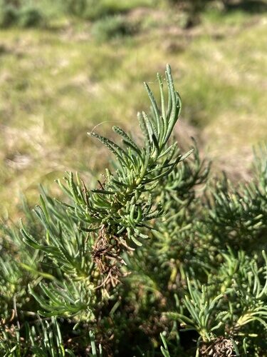 Santolina rosmarinifolia (Holy Flax) — photo