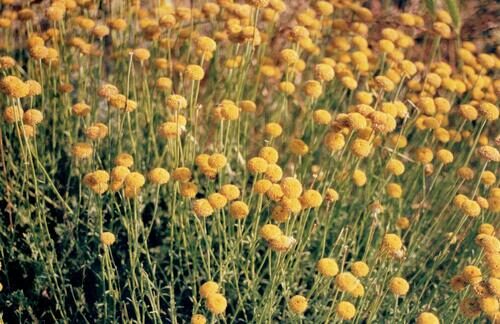 Santolina rosmarinifolia (Holy Flax) — photo
