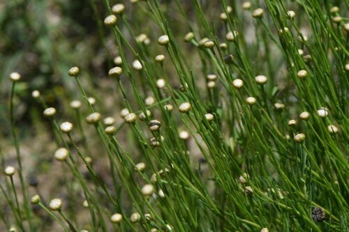 Santolina rosmarinifolia