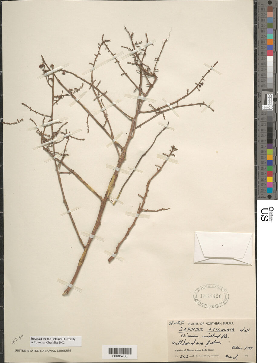 Sapindus attenuatus — photo