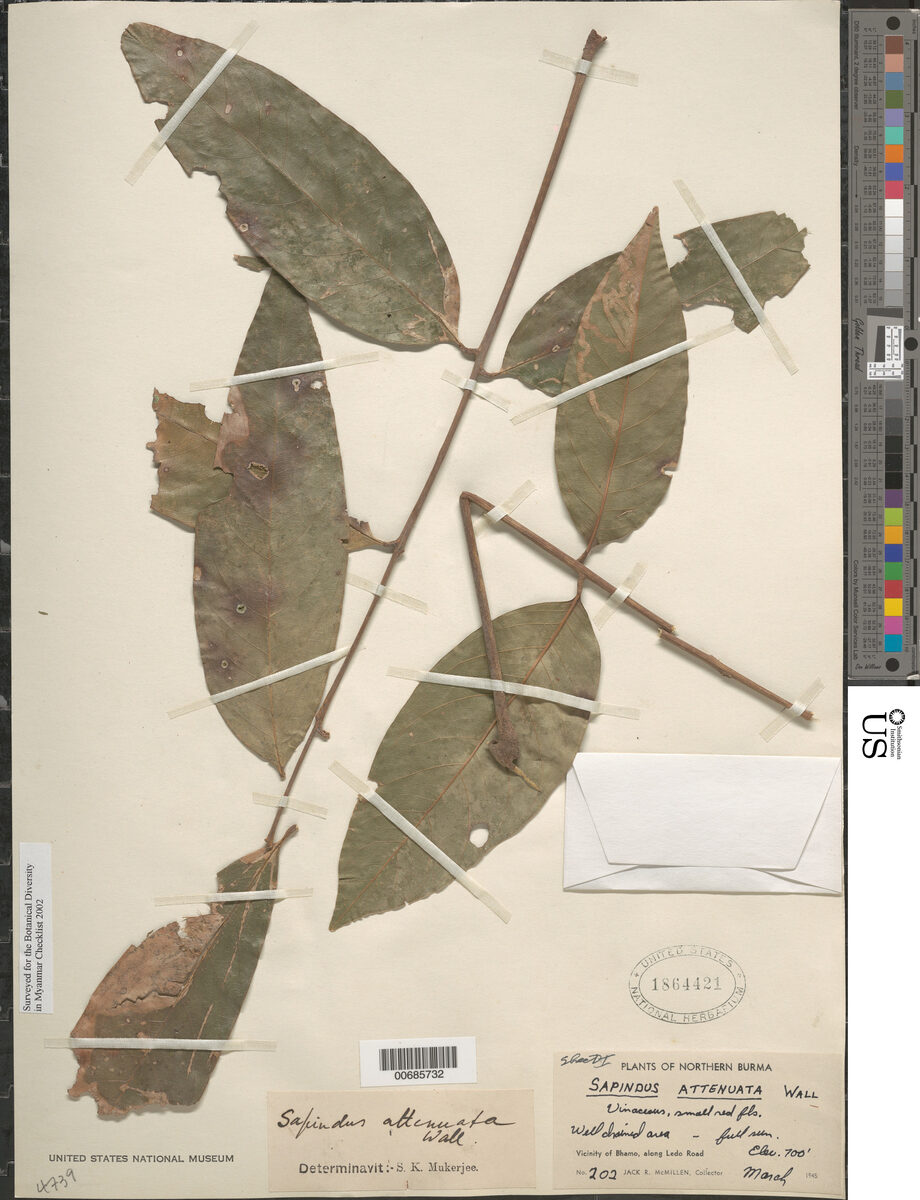 Sapindus attenuatus — photo
