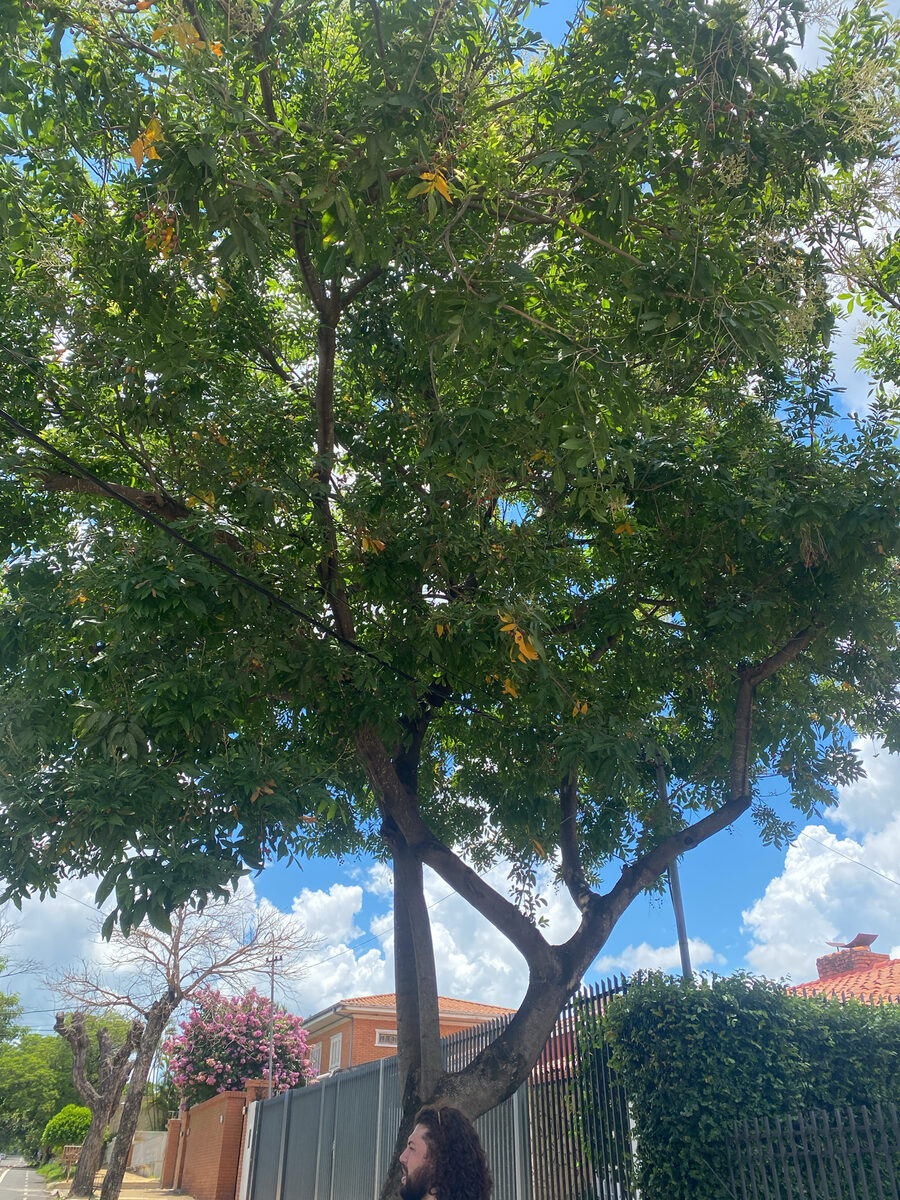 Sapindus detergens — photo