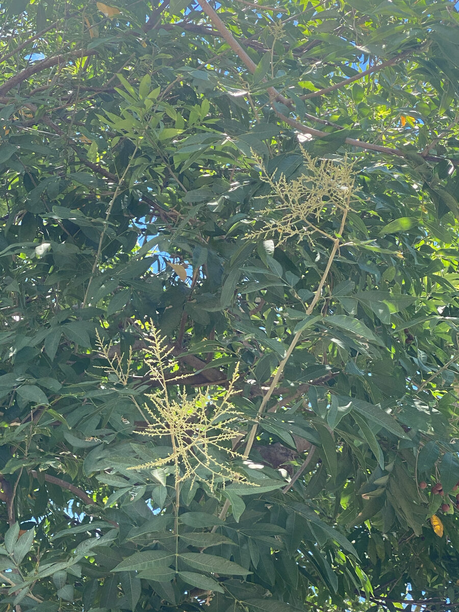 Sapindus detergens — photo